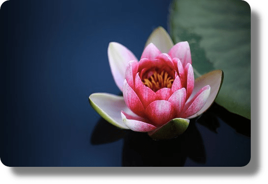 water-lily A propos
